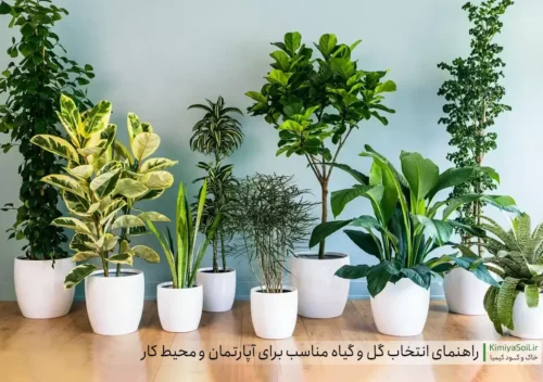 راهنمای انتخاب گل و گیاه مناسب برای آپارتمان‌ و محیط کار | خاک و کود کیمیا
