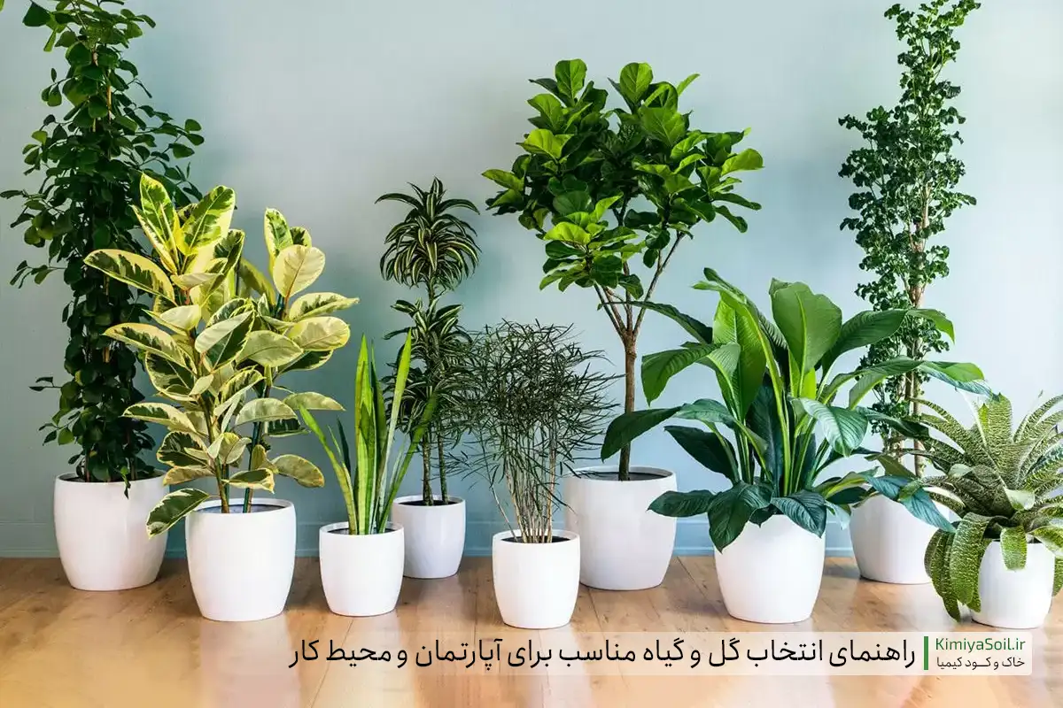 راهنمای انتخاب گل و گیاه مناسب برای آپارتمان‌ و محیط کار | خاک و کود کیمیا