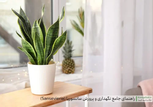 راهنمای کامل نگهداری و پرورش سانسوریا (زبان مادرشوهر یا شمشیری) (Sansevieria | Snake Plant)