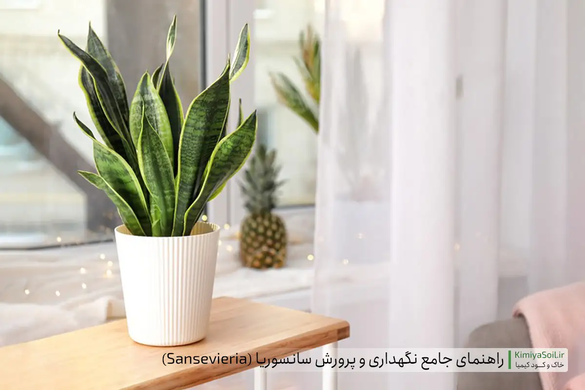 راهنمای کامل نگهداری و پرورش سانسوریا (زبان مادرشوهر یا شمشیری) (Sansevieria | Snake Plant)