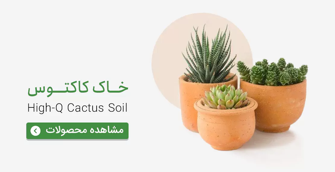 قیمت و خرید خاک کاکتوس و خاک ساکولنت