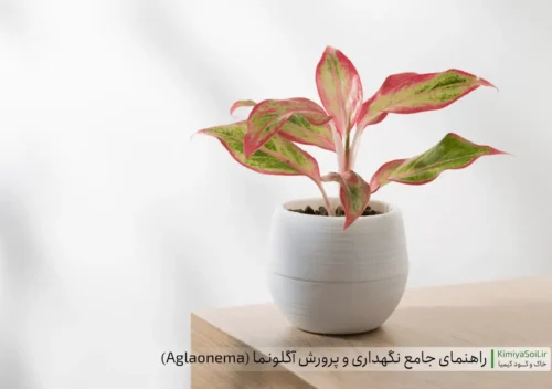 راهنمای کامل نگهداری و پرورش گیاه آگلونما یا نخشید | خاک و کود مناسب + شرایط نوری + میزان آبیاری + دمای مناسب + مشکلات رایج و آفت ها + گونه ها و نحوه تکثیر