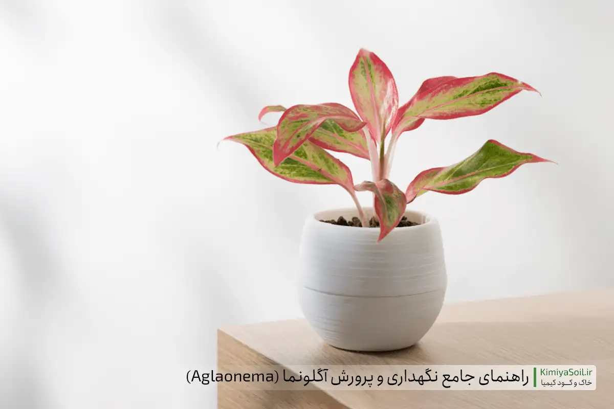 راهنمای کامل نگهداری و پرورش گیاه آگلونما یا نخشید | خاک و کود مناسب + شرایط نوری + میزان آبیاری + دمای مناسب + مشکلات رایج و آفت ها + گونه ها و نحوه تکثیر