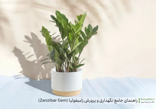 راهنمای کامل نگهداری و پرورش زامیفولیا (Zanzibar Gem | ZZ Plant) خاک و کود مناسب برای زاموفیلیا