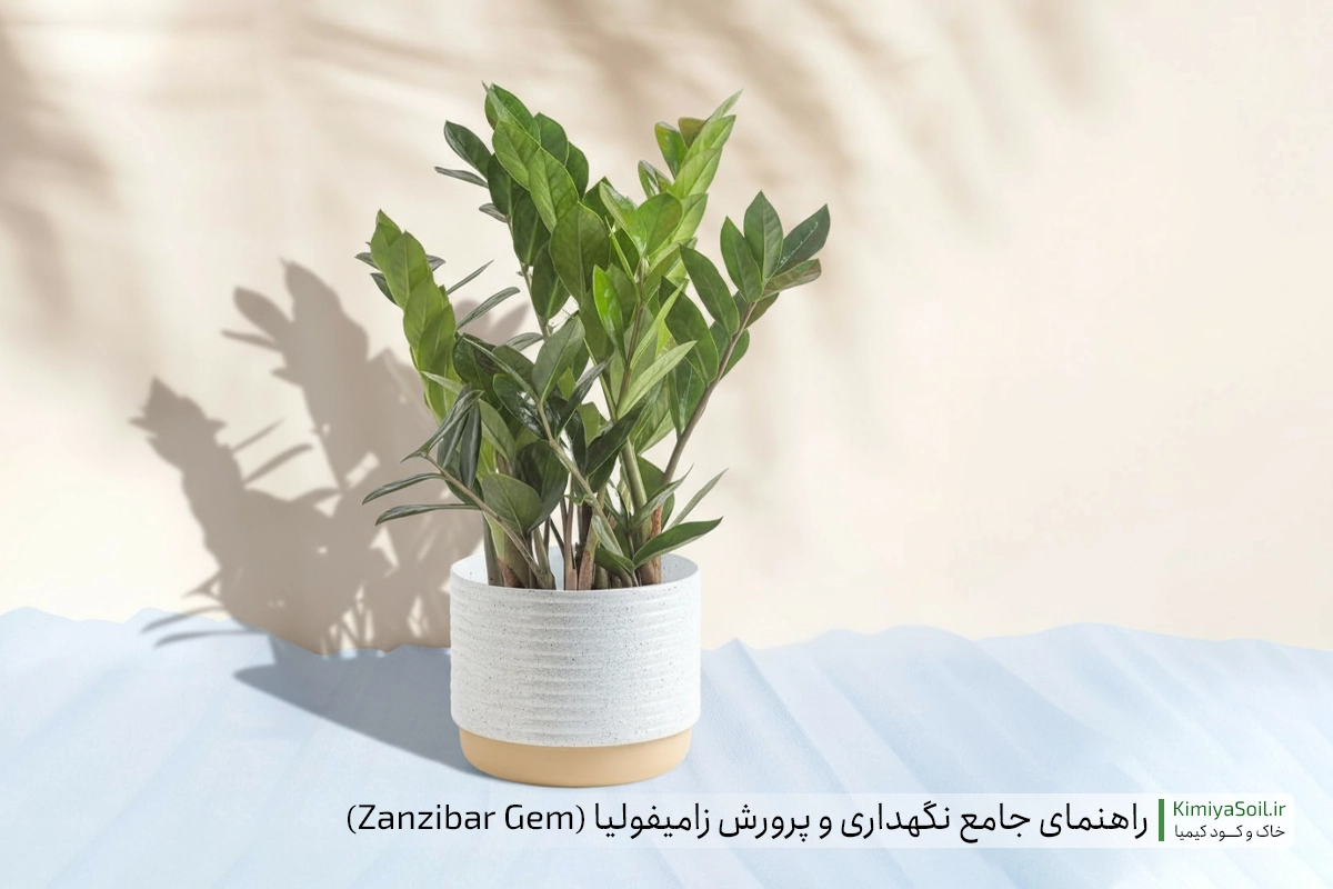 راهنمای کامل نگهداری و پرورش زامیفولیا (Zanzibar Gem | ZZ Plant) خاک و کود مناسب برای زاموفیلیا